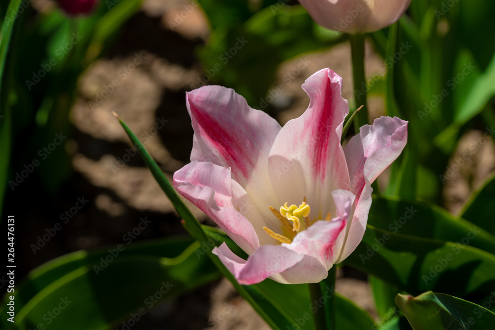 a pink tulip stands in front of a tulip field