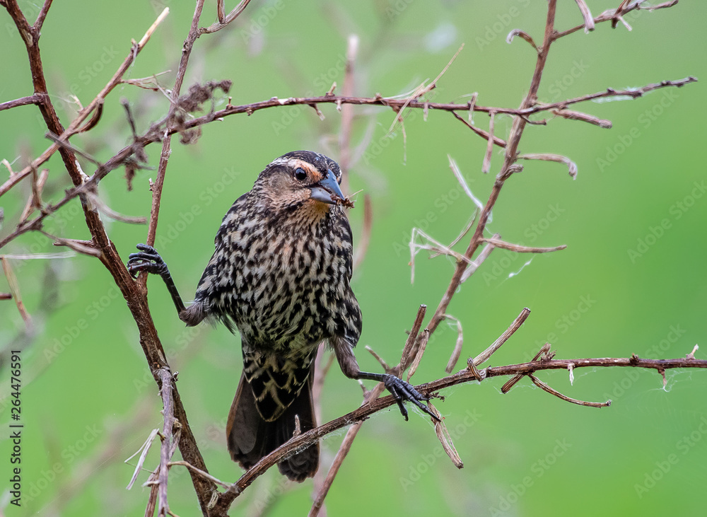 Female red winged blackbird with legs spread to balance