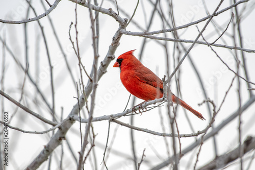 Cardinal perched in a bare tree in winter