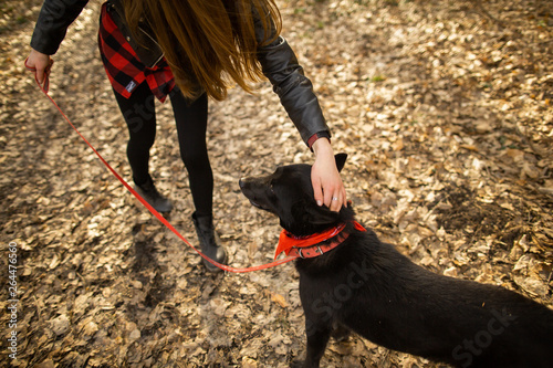 Beautiful woman stroking her dog outdoors. Pretty girl playing and having fun with her pet by name Brovko Vivchar photo