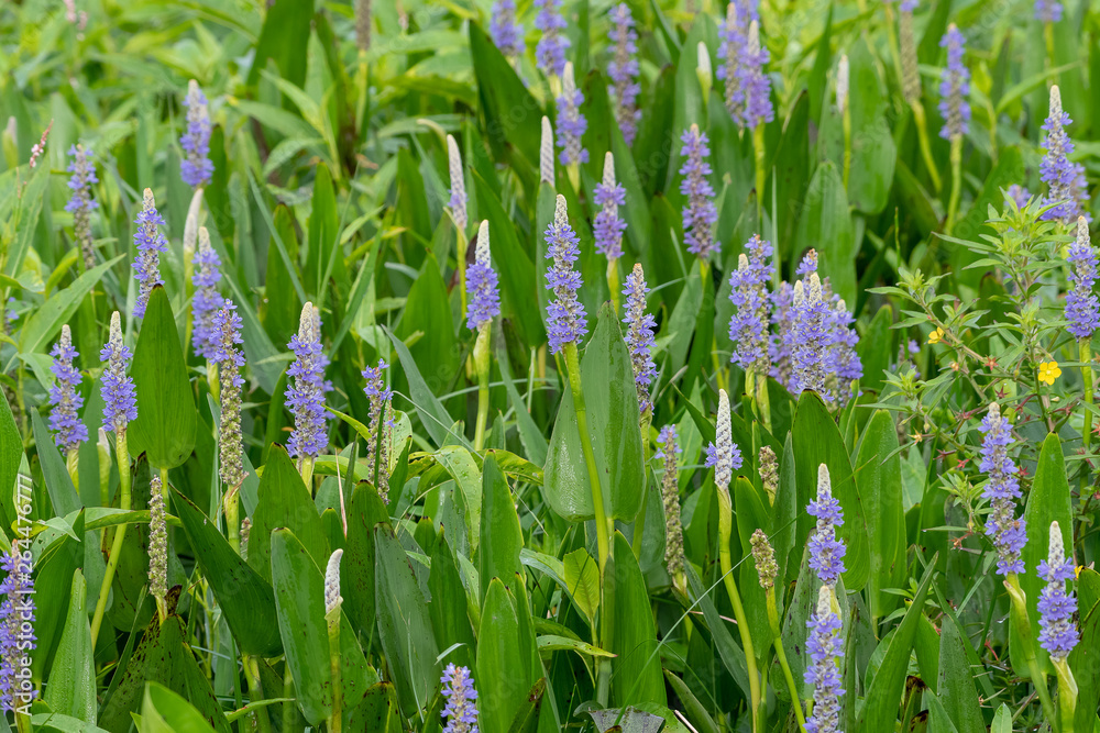 Pickerelweed (Pontederia cordata) is a Florida wild flower Pickerelweed (Pontederia cordata) is a Florida wild flower