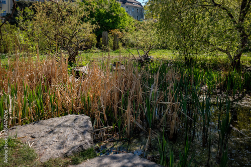 Teichlandschaft im Comenius-Garten in Berlin-Neukölln photo