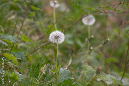 flowered dandelion blossom with umbrella