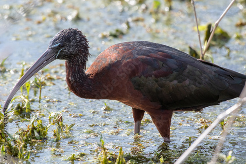 White-faced ibis in the low water swamp in central Florida photo