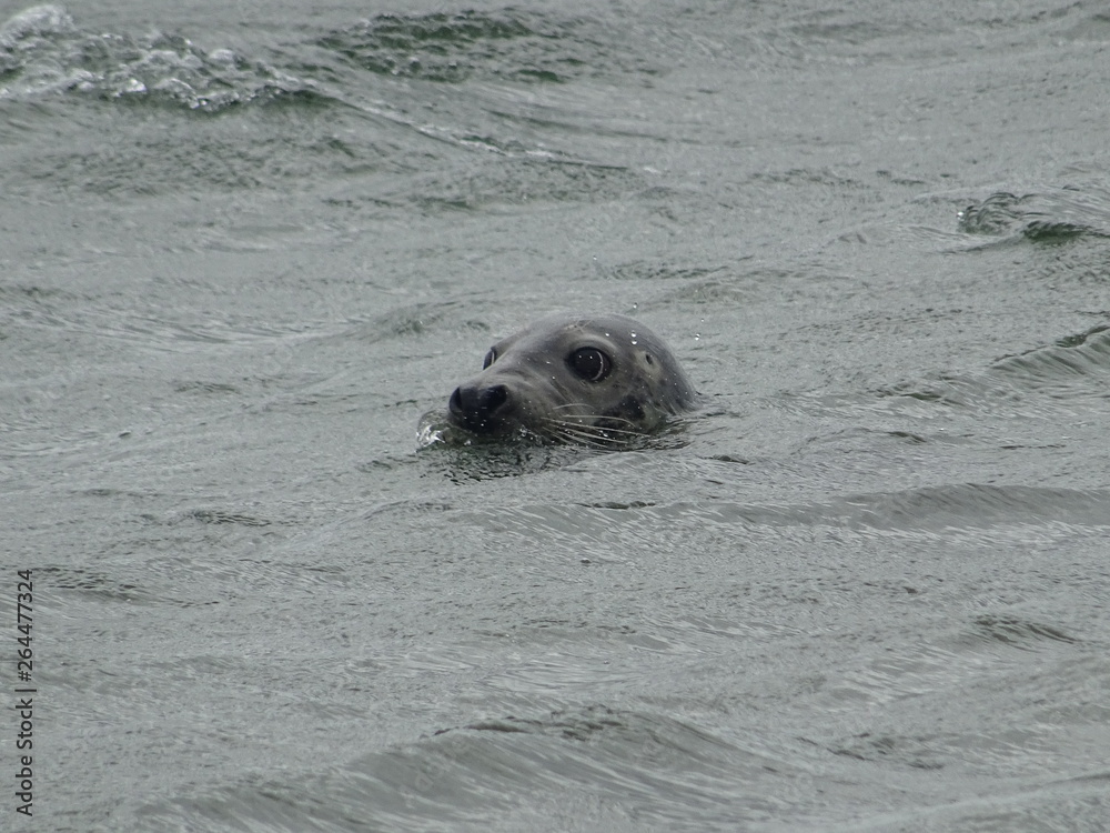 Fototapeta premium Kegelrobben