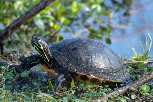 Turtle walking on the grass near a pond