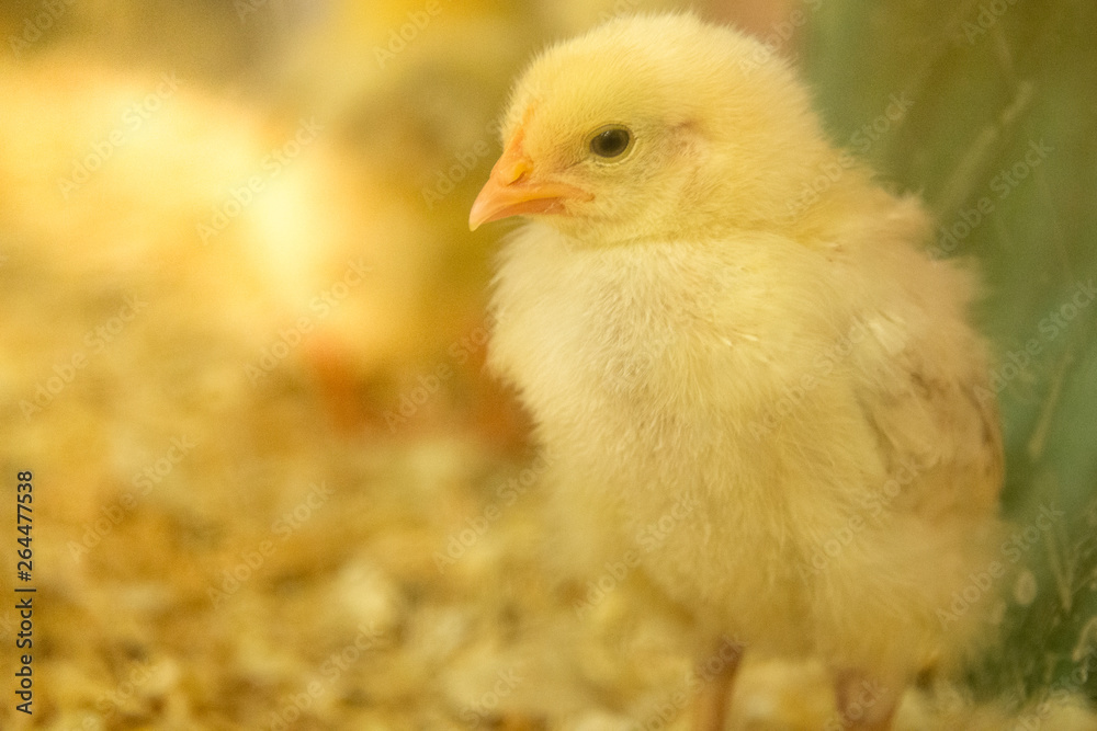 Yellow farm baby. Yellow chick