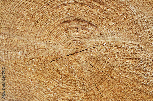 Close-up of a tree cut