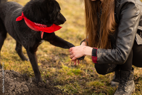 German Shepherd dog Brovko Vivchar walking in field with his mistress photo