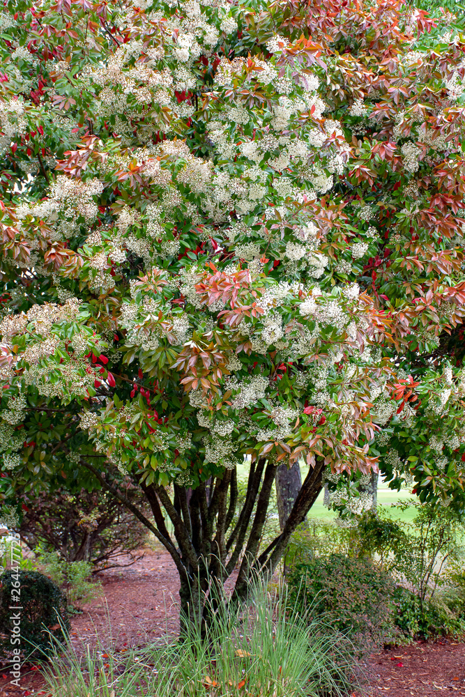 Dogwood tree in full bloom in Arkansas