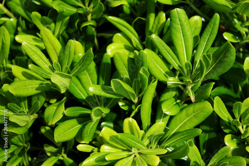 green leaf background texture. the leaves are close.