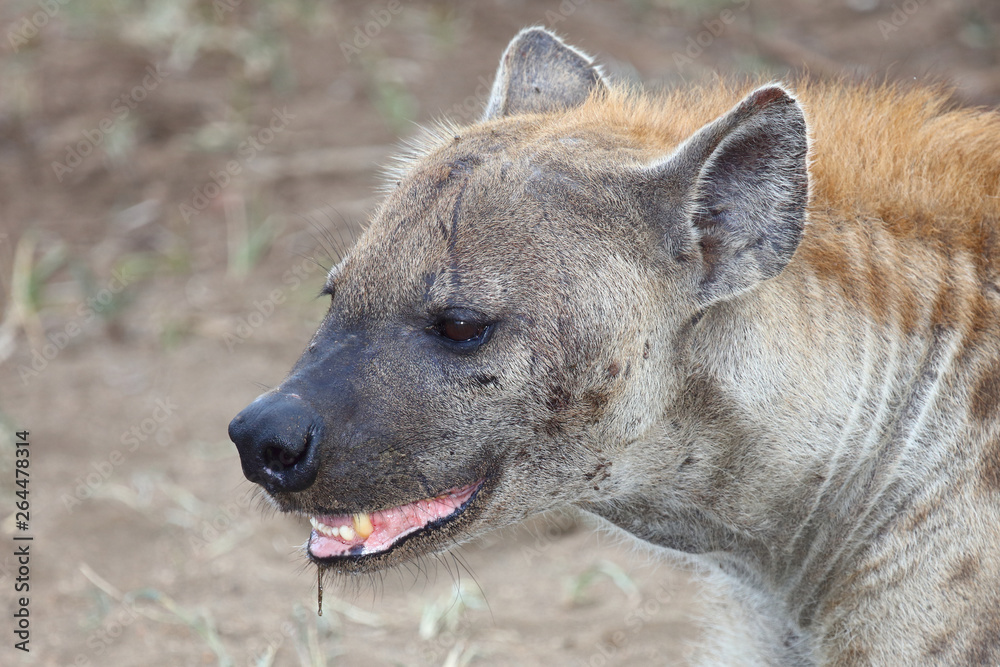 Tüpfelhyäne / Spotted hyaena / Crocuta crocuta Tüpfelhyäne / Spotted hyaena / Crocuta crocuta