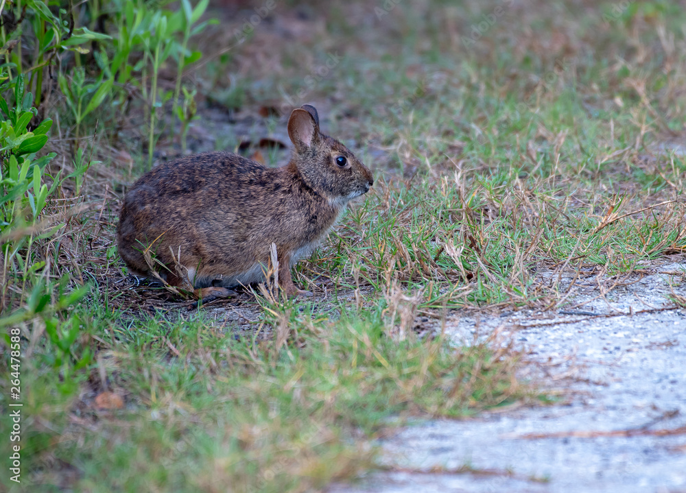 Marsh rabbit eating grass on a spring day Marsh rabbit eating grass on a spring day