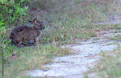 Marsh rabbit eating grass on the edge of the path © Karyn