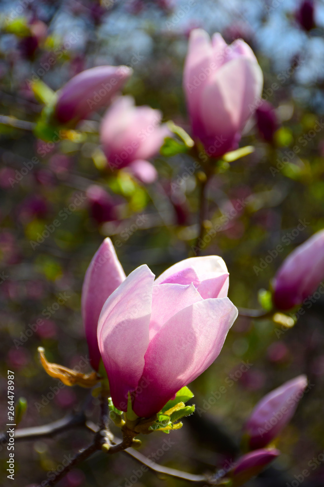 Several light pink magnolia buds
