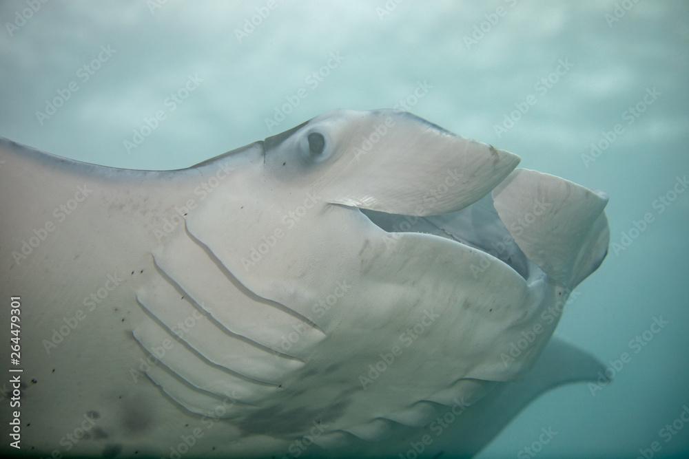 Fototapeta premium Manta ray in Hawaii