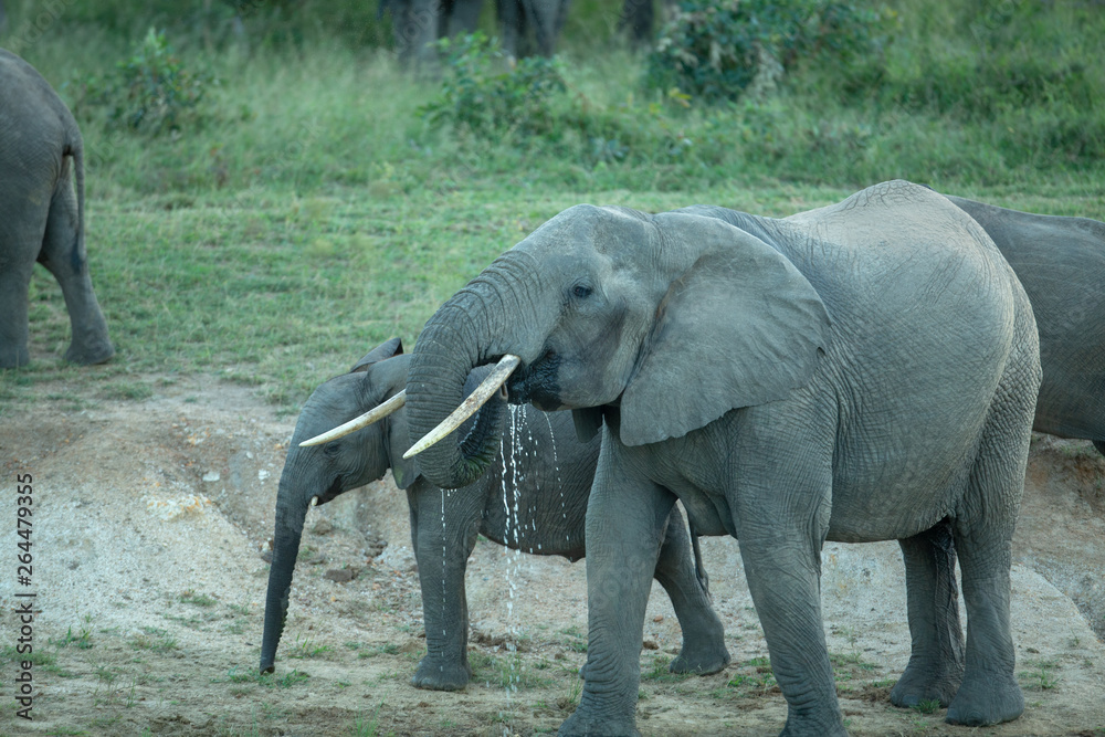 Fototapeta premium Large tusked female elephant cow quenching her thirst.