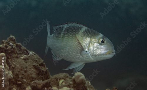 Fototapeta Naklejka Na Ścianę i Meble -  Coral reef fish life