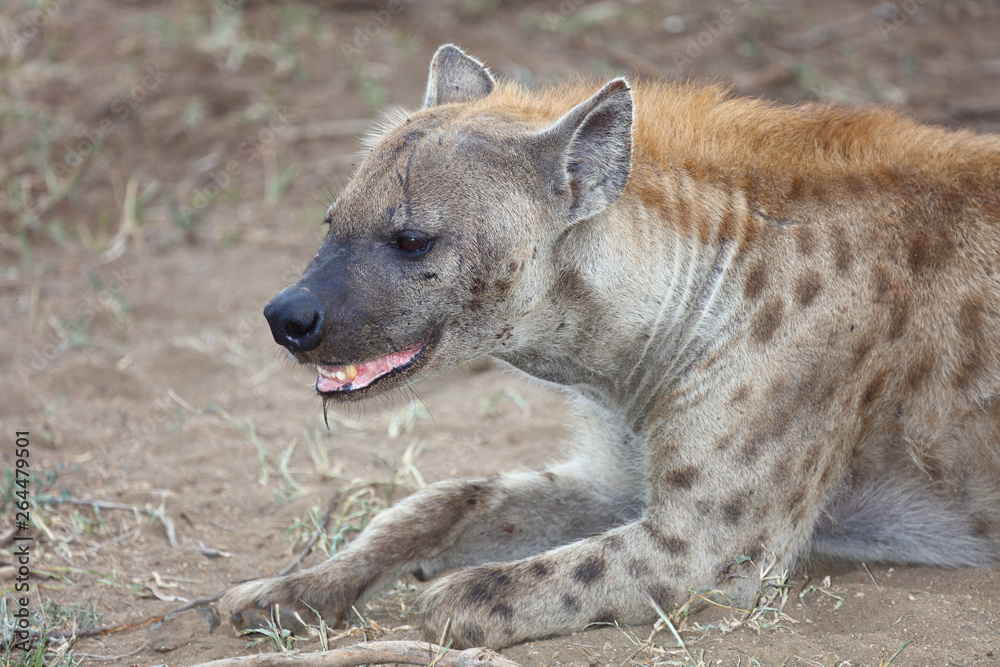 Obraz premium Tüpfelhyäne / Spotted hyaena / Crocuta crocuta