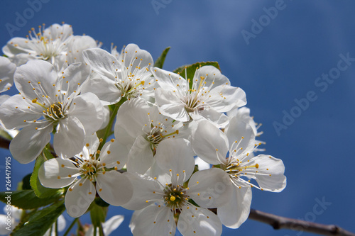 White cherry flowers in the photo, sky blue in the background