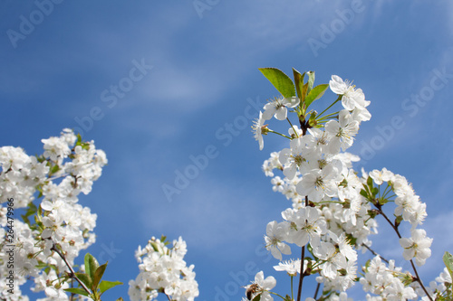 Gałąź wiśni pokryta białymi kwiatami na tle błękitnego nieba © Monika