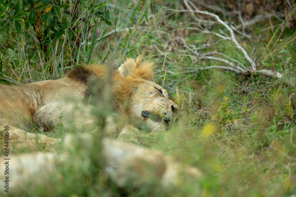 Fototapeta premium Lion pride resting in the long grass