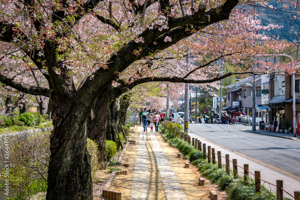 Cherry Blossom Path In Japanese Village