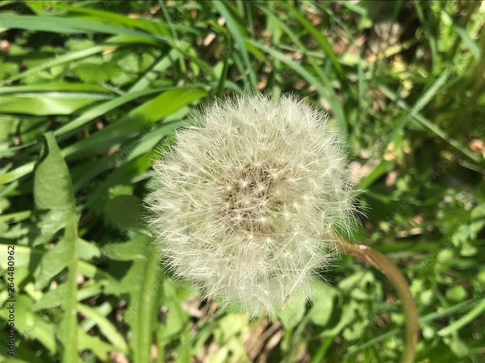 Dandelion Dandelion