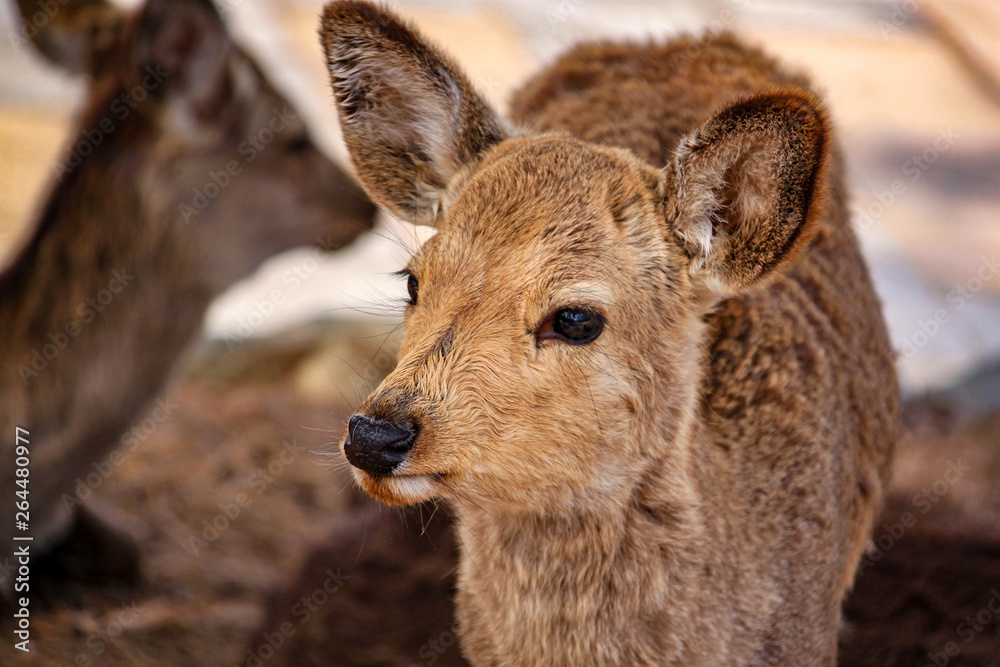 Portrait Of Deer Looking Left
