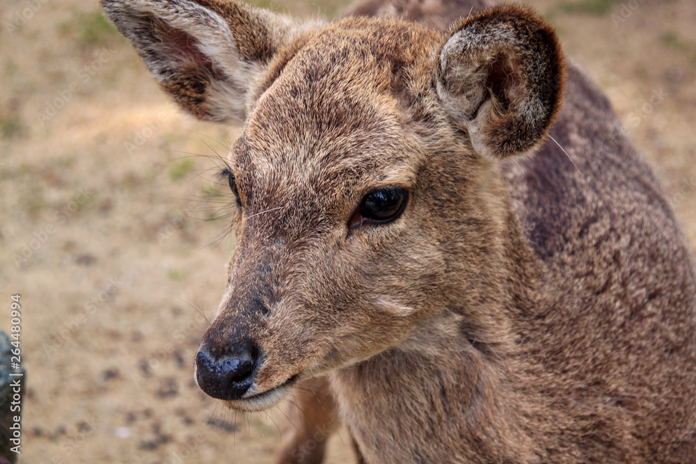 Close-Up Of Deer Looking Left