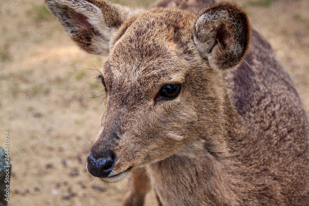 Close-Up Of Deer Looking Left Close-Up Of Deer Looking Left