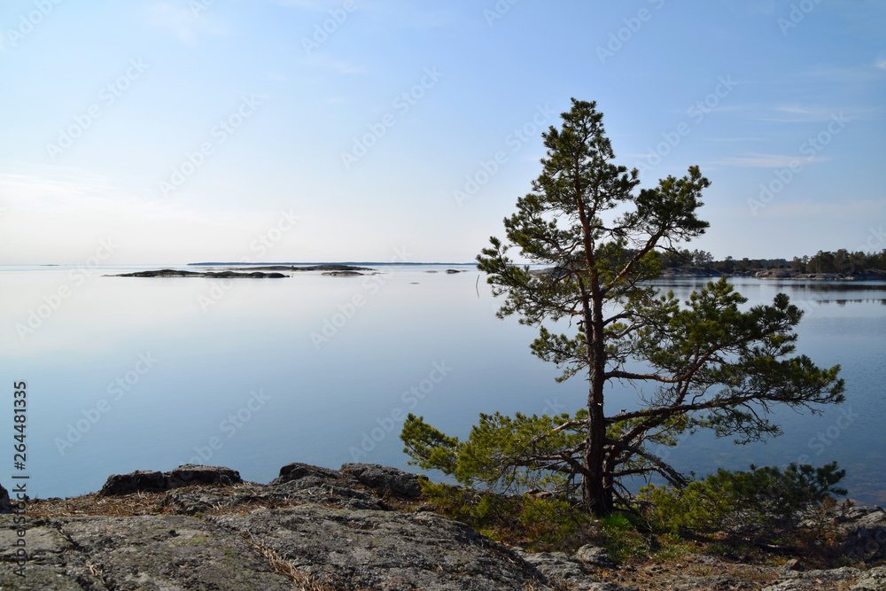 Early morning in the Swedish archipelago. Green fir tree standing on the cliffs with the peaceful sea in the background. Photo taken near Oskarshamn, Sweden Early morning in the Swedish archipelago. Green fir tree standing on the cliffs with the peaceful sea in the background. Photo taken near Oskarshamn, Sweden