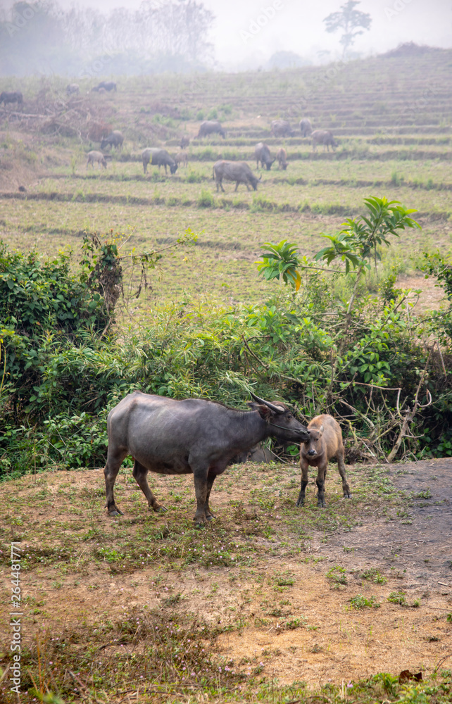 Water buffalo grazing in rice paddy Water buffalo grazing in rice paddy