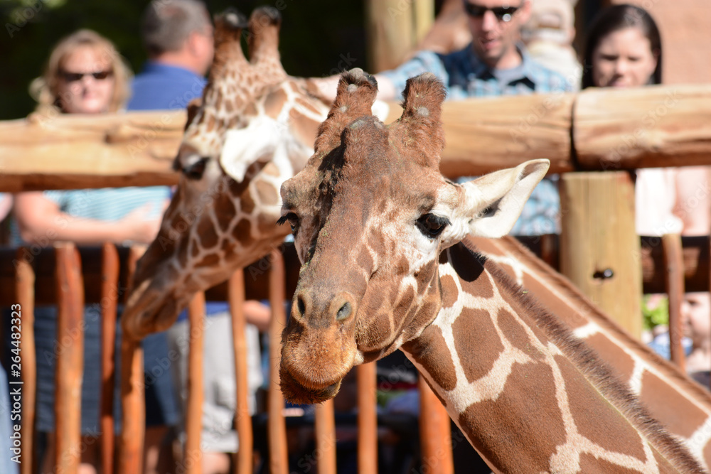 Giraffes at Cheyenne Mountain Zoo Colorado Springs Foto Stok | Adobe Stock