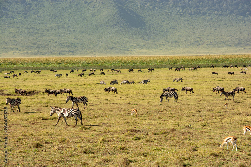 Naklejka premium herd of wildebeest in africa