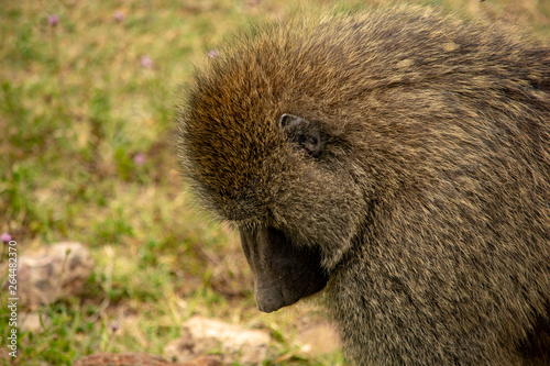 Baboon Tanzania Ngorongoro Crater