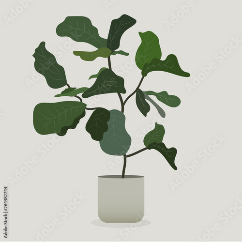 Illustration of green plant in a pot . Dracaena Plant