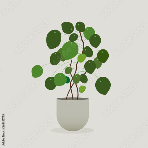 Illustration of green plant in a pot . Pilea Plant photo