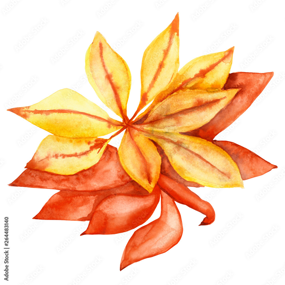 Fototapeta premium Watercolor hand painted autumn orange maple leaf illustration isolated on the white background