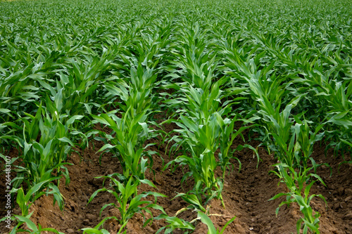 Corn field cultivation