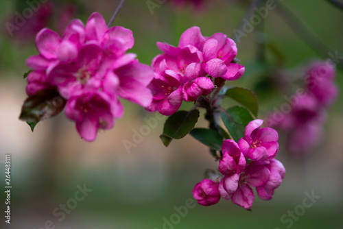 blooming pink flowers of an apple tree on an abstract background in spring in good weather © maxfotoadobe