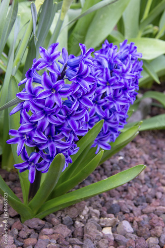 hyacinthe