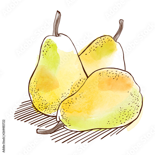 Watercolor pears whole closeup isolated on white background