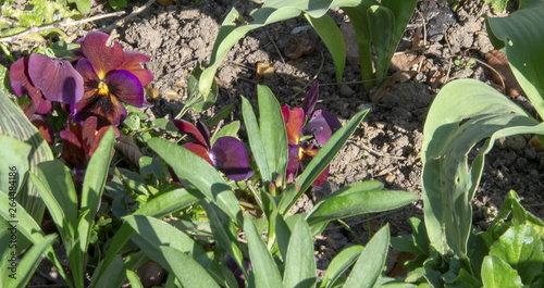 Paterre de fleurs diverses photo