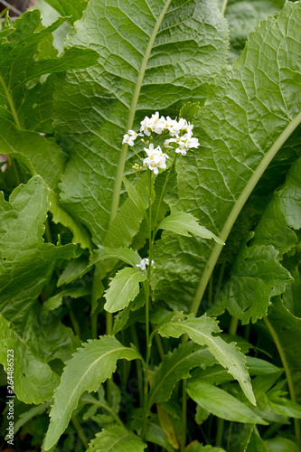 The blossoming horse-radish ordinary, or rural (Armoracia rusticana G.Gaertn., B.Mey. & Scherb.) photo