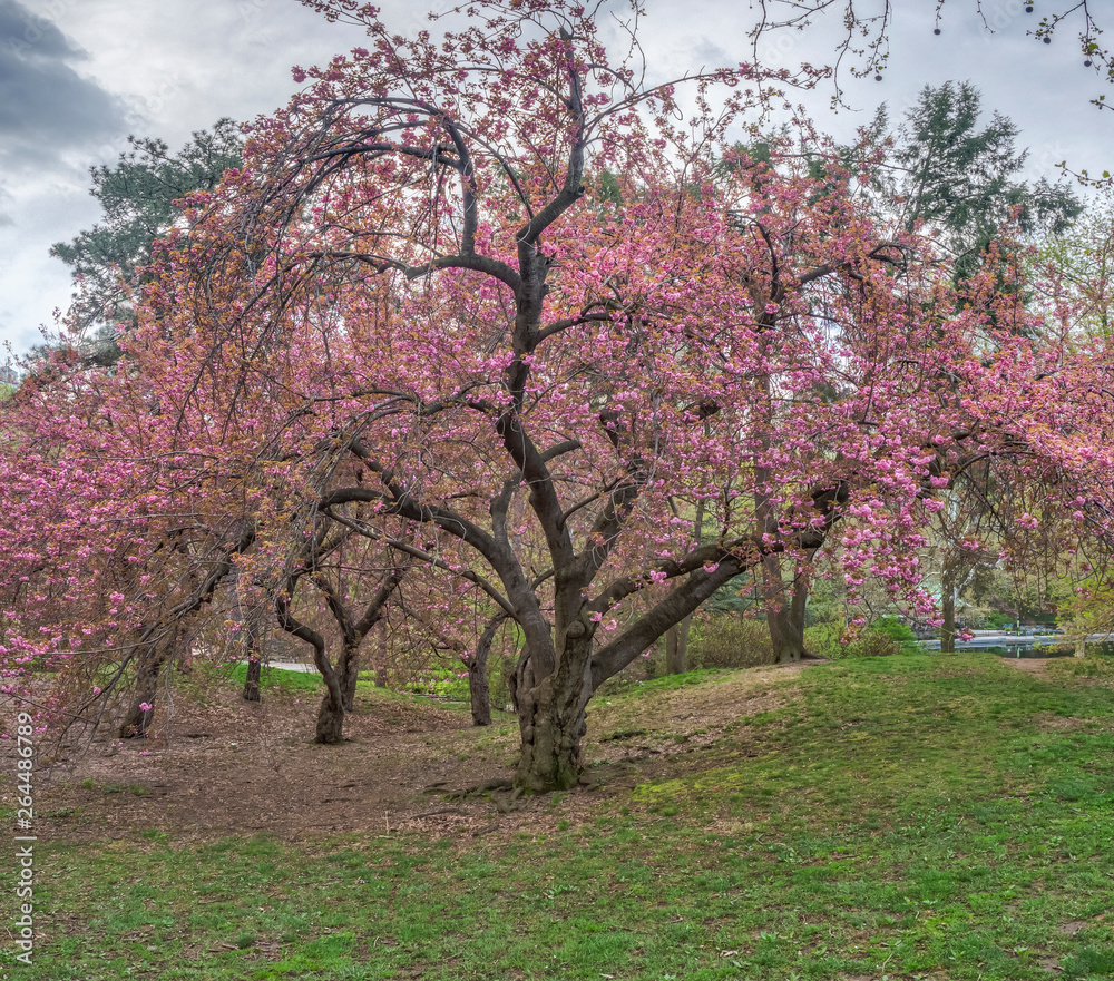 Fototapeta premium Central Park, New York City in spring