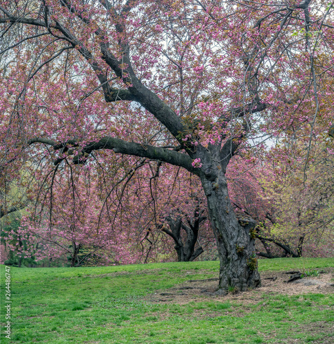 Central Park  New York City in spring