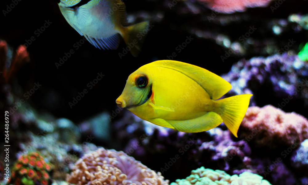 Lemon Tang aka Mimic tang (Acanthurus pyroferus) Lemon Tang aka Mimic tang (Acanthurus pyroferus)