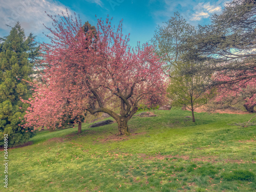 Central Park  New York City in spring