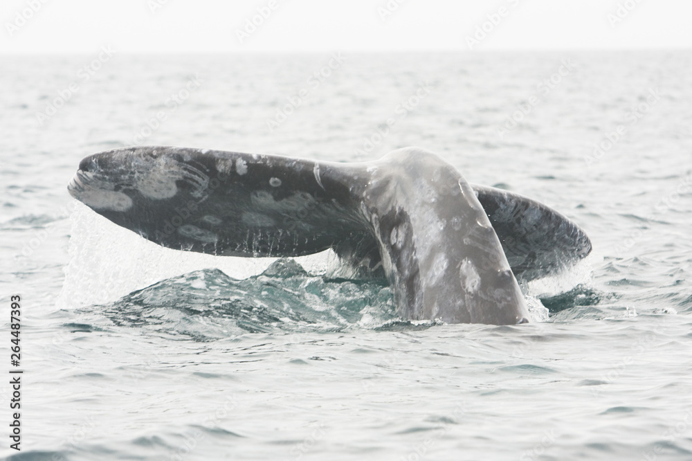 Gray whale, eschrichtius robustus, Mexico, Laguna San Ignacio, Baja